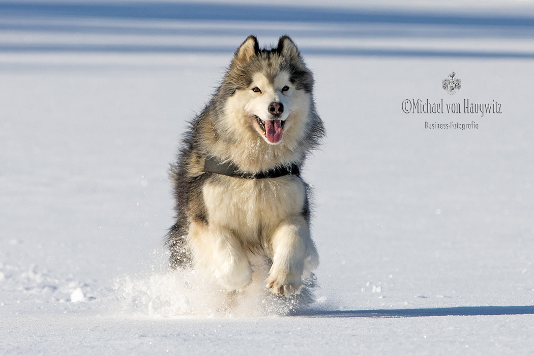 Alaskan Malamute | Rassehund Deutschland