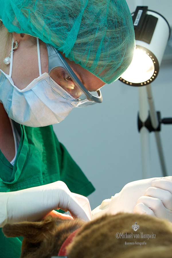 Tierarzt | Operation