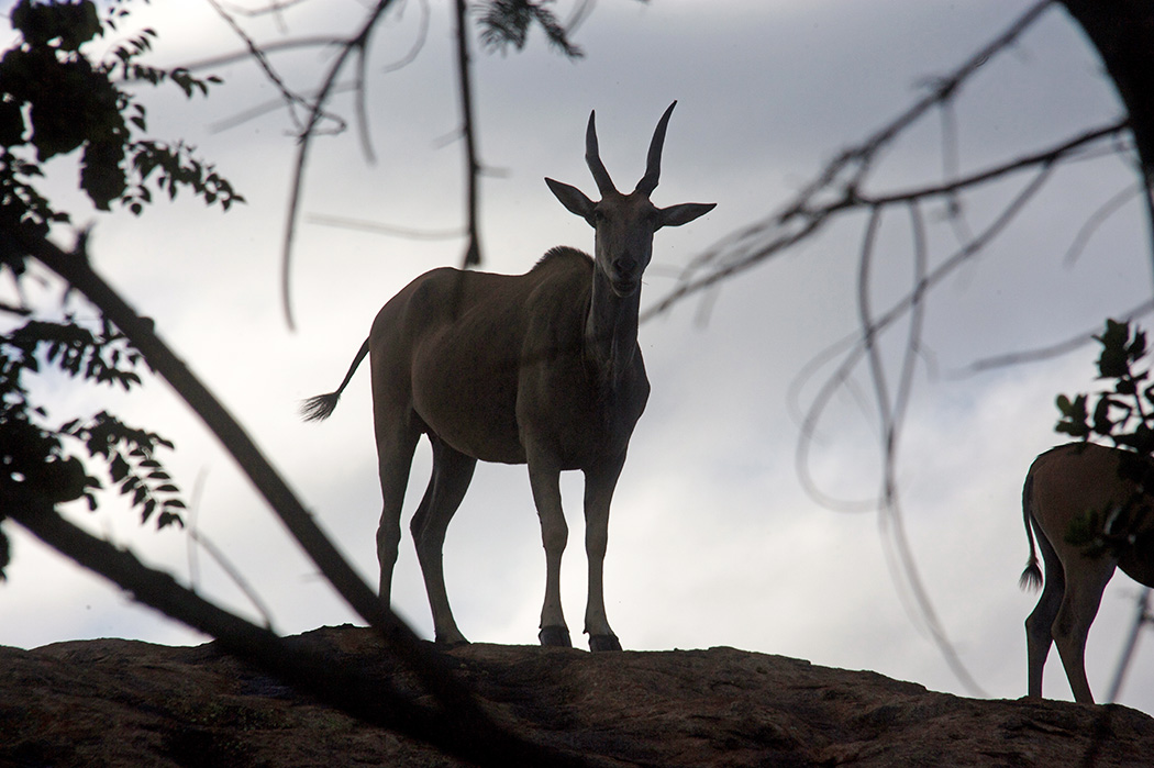 Antilope | Südafrika