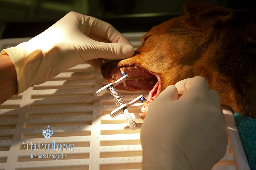 Zahnpflege Tierarzt | Bad Schwalbach